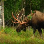 alaska, moose, animal-79858.jpg